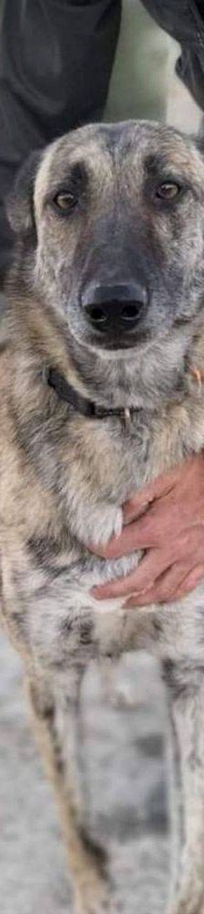 Travis – Galgo Mischling, Männchen, 3 Jahre 1 Monat, 65520 Bad Camberg – Foto 4