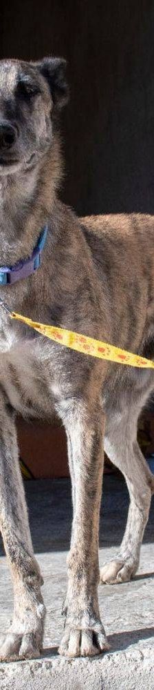 Travis – Galgo Mischling, Männchen, 3 Jahre 1 Monat, 65520 Bad Camberg – Foto 5