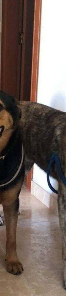 Travis – Galgo Mischling, Männchen, 3 Jahre 1 Monat, 65520 Bad Camberg – Foto 6