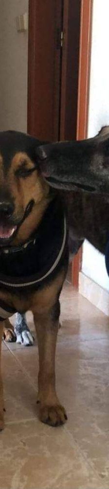 Travis – Galgo Mischling, Männchen, 3 Jahre 1 Monat, 65520 Bad Camberg – Foto 7