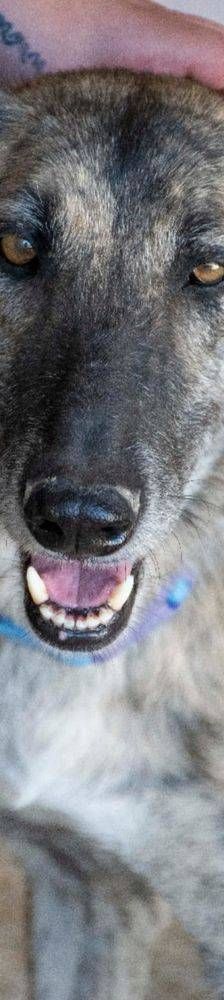 Travis – Galgo Mischling, Männchen, 3 Jahre 1 Monat, 65520 Bad Camberg – Foto 8