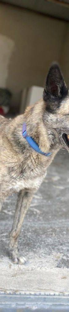 Travis – Galgo Mischling, Männchen, 3 Jahre 1 Monat, 65520 Bad Camberg – Foto 9