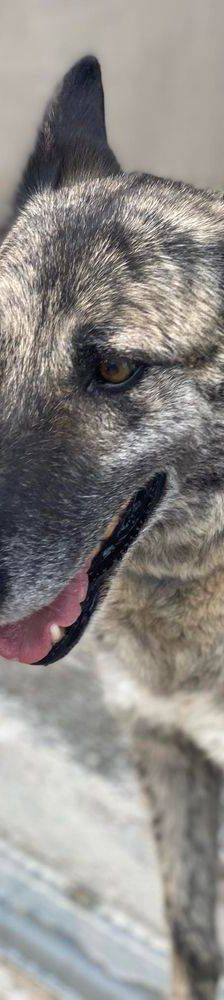 Travis – Galgo Mischling, Männchen, 3 Jahre 1 Monat, 65520 Bad Camberg – Foto 10