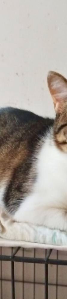 Tilda – Hund, Unbekannt, Alter unbekannt, Nordic Strays e.V. – Foto 1