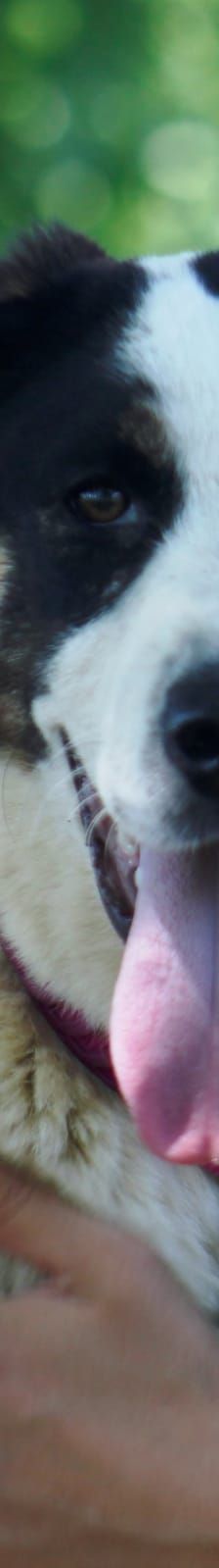 Tilda – Hund, Unbekannt, Alter unbekannt, Nordic Strays e.V. – Foto 3