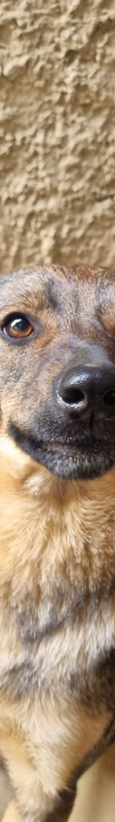 Tilda – Hund, Unbekannt, Alter unbekannt, Nordic Strays e.V. – Foto 5