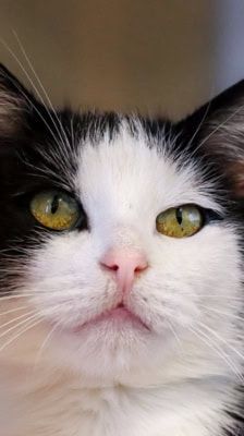 Carla – Katze, Weibchen, 8 Jahre, 39576 Stendal – Foto 1