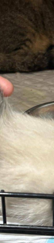 Pochola – EKH, Weibchen, 2 Jahre, 65520 Bad Camberg – Foto 18