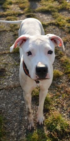 Pearl – Dogo Argentino, Weibchen, Alter unbekannt, 70195 Stuttgart-Botnang – Foto 1
