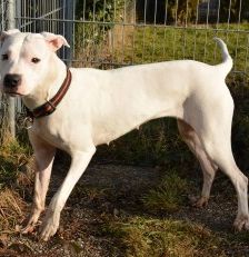 Pearl – Dogo Argentino, Weibchen, Alter unbekannt, 70195 Stuttgart-Botnang – Foto 2
