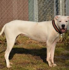 Pearl – Dogo Argentino, Weibchen, Alter unbekannt, 70195 Stuttgart-Botnang – Foto 3