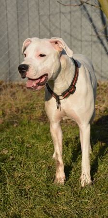 Pearl – Dogo Argentino, Weibchen, Alter unbekannt, 70195 Stuttgart-Botnang – Foto 4