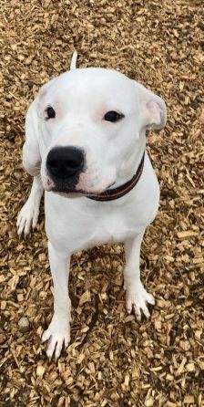 Pearl – Dogo Argentino, Weibchen, Alter unbekannt, 70195 Stuttgart-Botnang – Foto 5