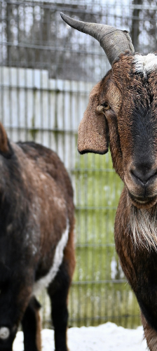 Gandalf und Hank – Ziegenbock, Männchen, 7 Jahre, 28357 Bremen – Foto 1