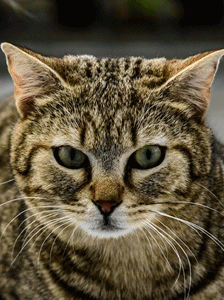 Oggy und Ophelia – EKH, getigert, Männchen, 1 Jahr, 90537 Feucht – Foto 1