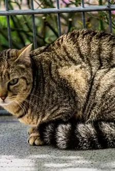 Oggy und Ophelia – EKH, getigert, Männchen, 1 Jahr, 90537 Feucht – Foto 2