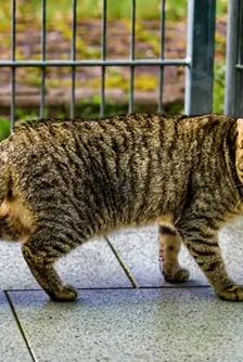 Oggy und Ophelia – EKH, getigert, Männchen, 1 Jahr, 90537 Feucht – Foto 3