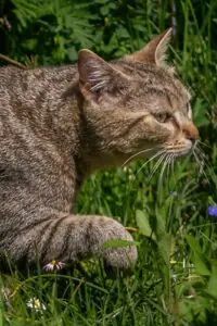 Oggy und Ophelia – EKH, getigert, Männchen, 1 Jahr, 90537 Feucht – Foto 4