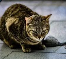 Oggy und Ophelia – EKH, getigert, Männchen, 1 Jahr, 90537 Feucht – Foto 5