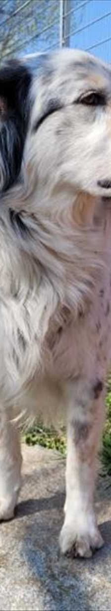Loki – Münsterländer, Mix, Männchen, 4 Jahre 7 Monate, 81829 München – Foto 1