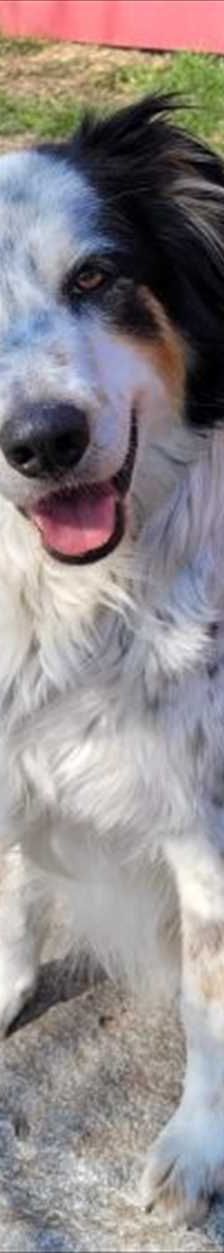 Loki – Münsterländer, Mix, Männchen, 4 Jahre 7 Monate, 81829 München – Foto 2