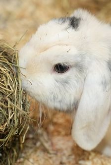 Kleintierhaus – Sonstiges, Unbekannt, Alter unbekannt, 90537 Feucht – Foto 1