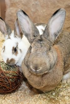 Kleintierhaus – Sonstiges, Unbekannt, Alter unbekannt, 90537 Feucht – Foto 4