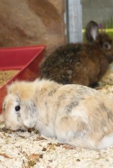 Kleintierhaus – Sonstiges, Unbekannt, Alter unbekannt, 90537 Feucht – Foto 8