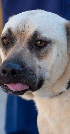 Connor – Mischling, Männchen, 1 Jahr 11 Monate, 65520 Bad Camberg – Foto 1
