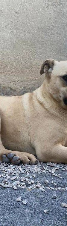 Connor – Mischling, Männchen, 1 Jahr 11 Monate, 65520 Bad Camberg – Foto 2