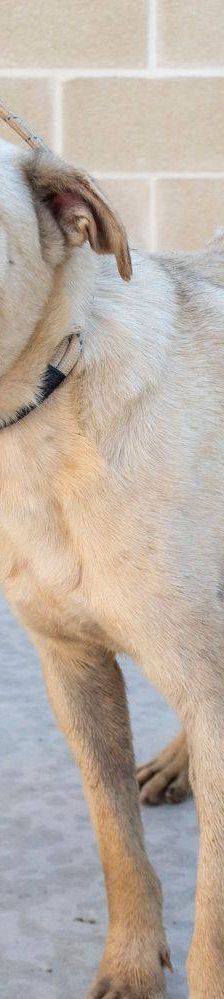 Connor – Mischling, Männchen, 1 Jahr 11 Monate, 65520 Bad Camberg – Foto 12