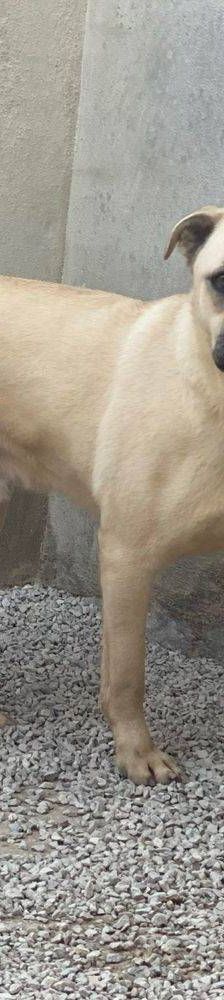 Connor – Mischling, Männchen, 1 Jahr 11 Monate, 65520 Bad Camberg – Foto 13
