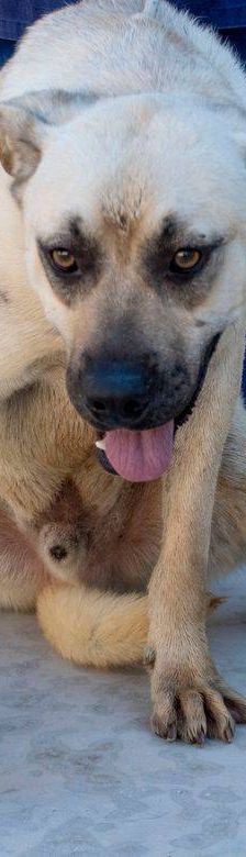 Connor – Mischling, Männchen, 1 Jahr 11 Monate, 65520 Bad Camberg – Foto 14