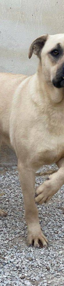Connor – Mischling, Männchen, 1 Jahr 11 Monate, 65520 Bad Camberg – Foto 15