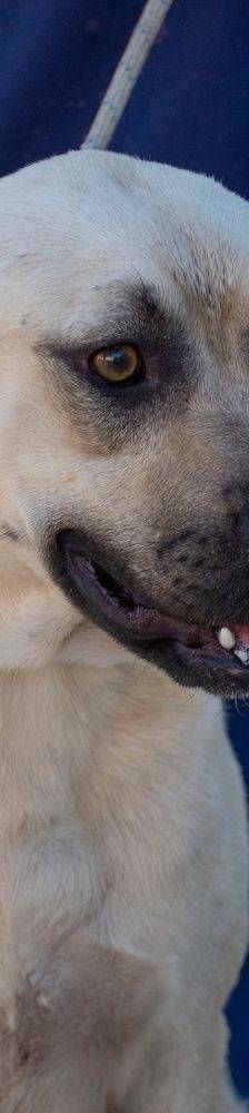 Connor – Mischling, Männchen, 1 Jahr 11 Monate, 65520 Bad Camberg – Foto 16