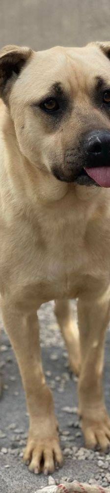 Connor – Mischling, Männchen, 1 Jahr 11 Monate, 65520 Bad Camberg – Foto 17
