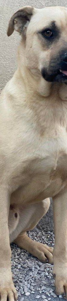 Connor – Mischling, Männchen, 1 Jahr 11 Monate, 65520 Bad Camberg – Foto 3