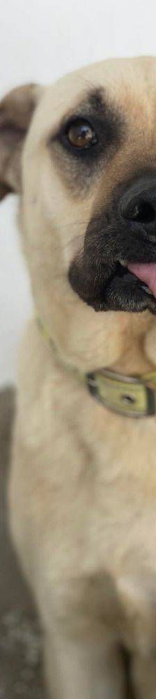 Connor – Mischling, Männchen, 1 Jahr 11 Monate, 65520 Bad Camberg – Foto 21