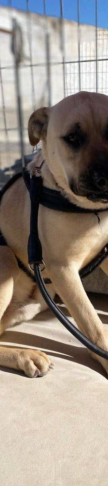 Connor – Mischling, Männchen, 1 Jahr 11 Monate, 65520 Bad Camberg – Foto 22