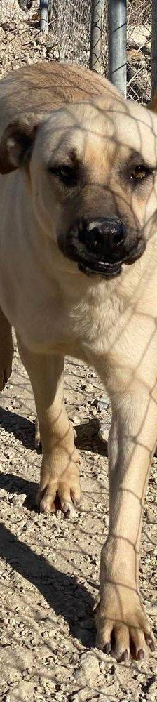 Connor – Mischling, Männchen, 1 Jahr 11 Monate, 65520 Bad Camberg – Foto 23