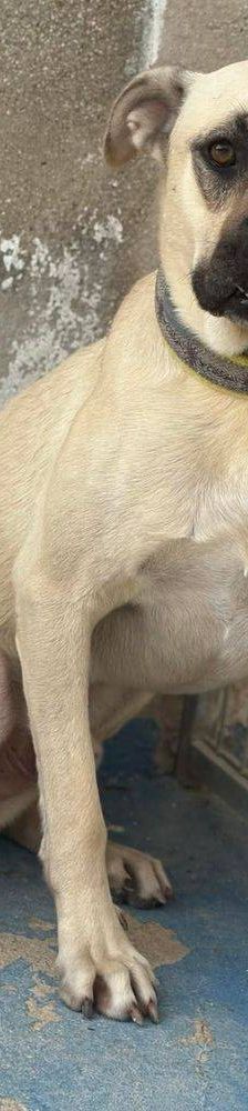 Connor – Mischling, Männchen, 1 Jahr 11 Monate, 65520 Bad Camberg – Foto 24
