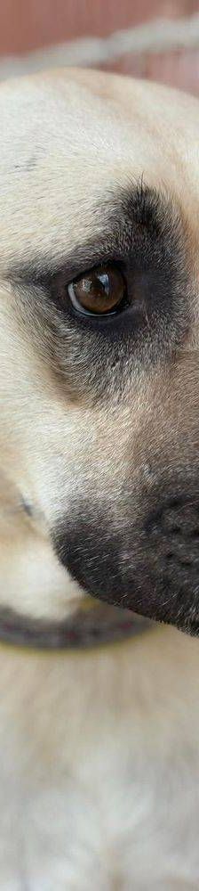 Connor – Mischling, Männchen, 1 Jahr 11 Monate, 65520 Bad Camberg – Foto 25
