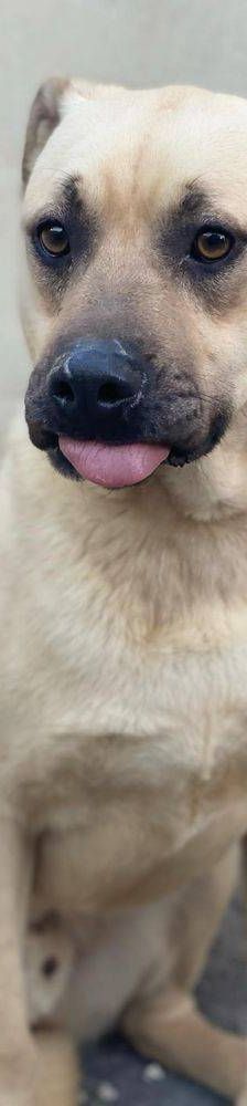 Connor – Mischling, Männchen, 1 Jahr 11 Monate, 65520 Bad Camberg – Foto 4