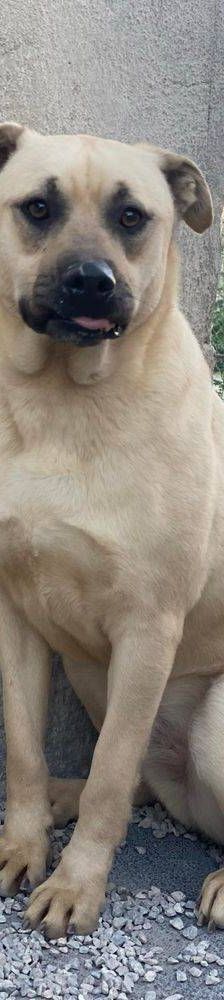 Connor – Mischling, Männchen, 1 Jahr 11 Monate, 65520 Bad Camberg – Foto 5