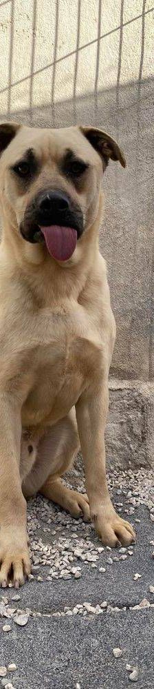 Connor – Mischling, Männchen, 1 Jahr 11 Monate, 65520 Bad Camberg – Foto 6