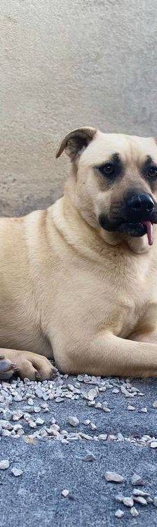 Connor – Mischling, Männchen, 1 Jahr 11 Monate, 65520 Bad Camberg – Foto 8