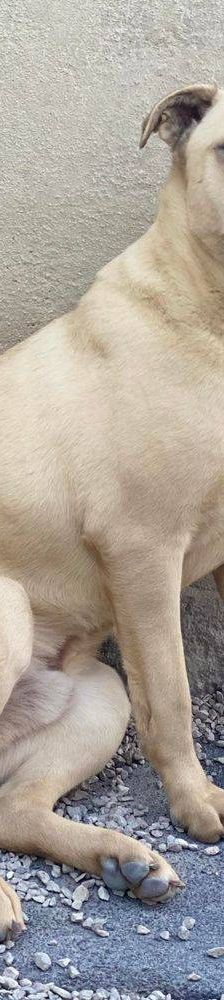 Connor – Mischling, Männchen, 1 Jahr 11 Monate, 65520 Bad Camberg – Foto 9