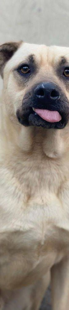Connor – Mischling, Männchen, 1 Jahr 11 Monate, 65520 Bad Camberg – Foto 10