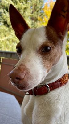 Joelito – Ratanero-Mix, Männchen, 5 Jahre 10 Monate, 70195 Stuttgart-Botnang – Foto 1