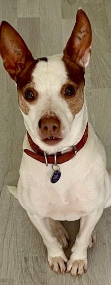 Joelito – Ratanero-Mix, Männchen, 5 Jahre 10 Monate, 70195 Stuttgart-Botnang – Foto 2